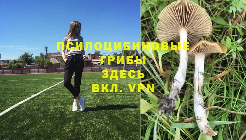 Псилоцибиновые грибы Psilocybe  Когалым 